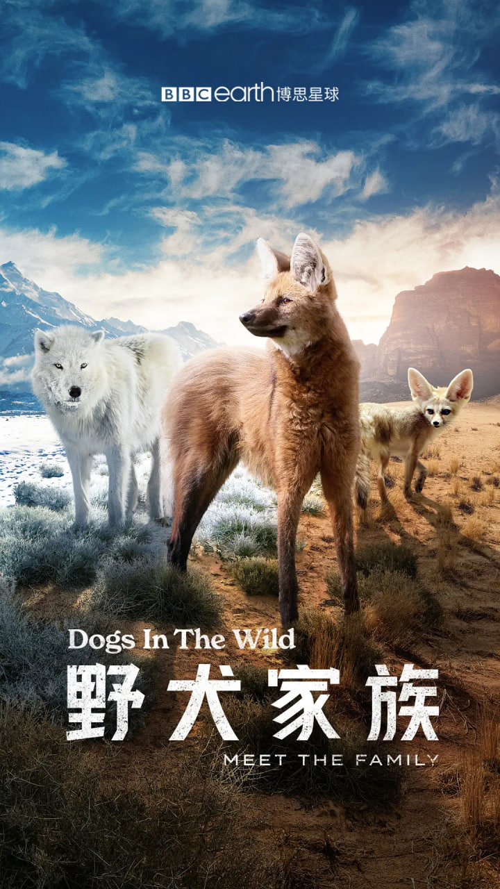 野犬家族封面图