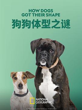 狗狗体型之谜封面图